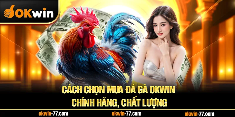 Cách Chọn  Đá Gà OKWIN Chính Hãng, Chất Lượng