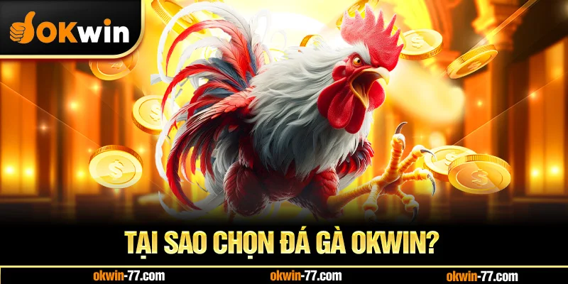Tại Sao Chọn Đá Gà OKWIN?